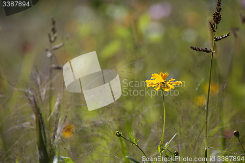 Image of Wildflower meadow