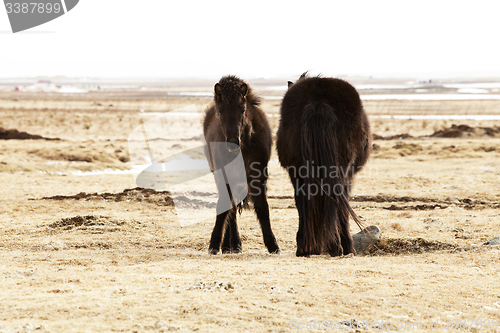 Image of Young Icelandic foal with mother on a meadow