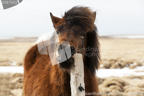 Image of Brown Icelandic horse scratches on the fence