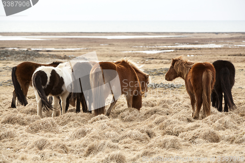 Image of Herd of Icelandic horses