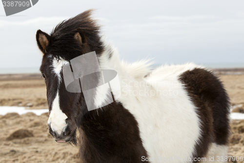 Image of Portrait of a black and white Icelandic horse 