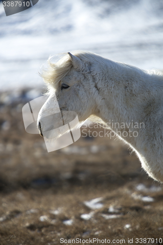 Image of Portrait of a white Icelandic horse in spring