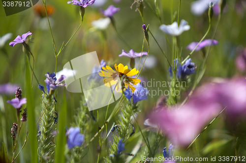 Image of Wildflower meadow