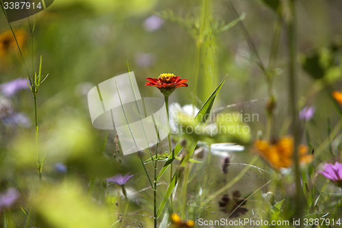 Image of Wildflower meadow