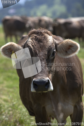 Image of Portrait of a high yielding cow