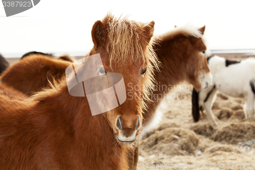 Image of Portrait of an Icelandic pony with a brown mane