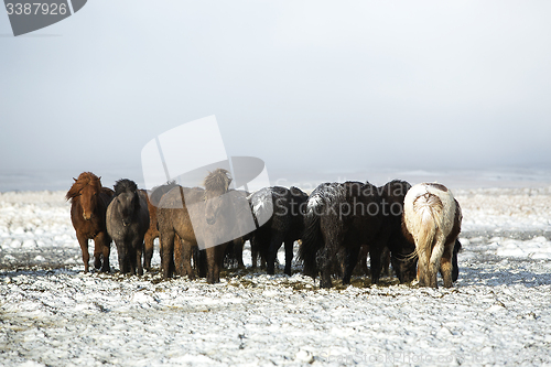 Image of Herd of Icelandic horses after snow storm