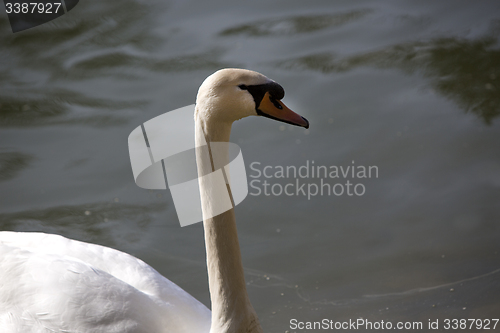 Image of Closeup of a curious swan