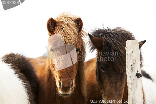 Image of Portrait of an Icelandic pony with a brown mane