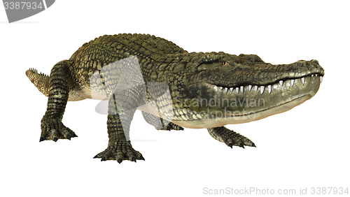 Image of American Alligator