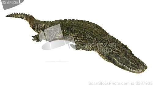 Image of American Alligator