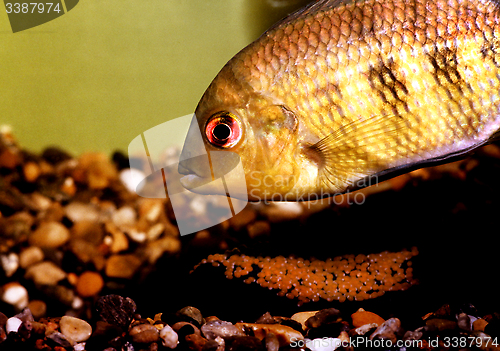 Image of Spotted Tilapia male protecting eggs, Pelmatolapia mariae.