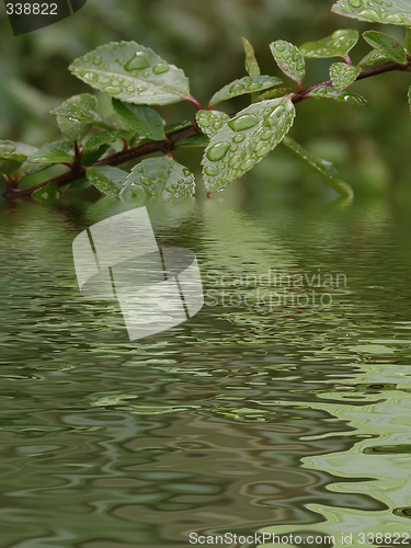 Image of Reflected Foliage