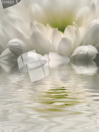 Image of Chrysanthemum Reflection