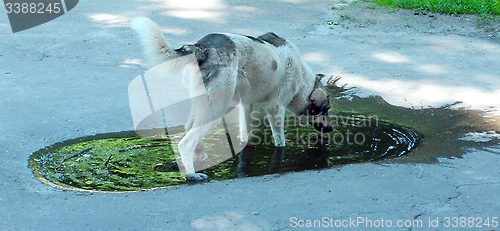 Image of Big dog slaking its thirst in pool