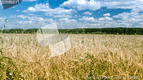 Image of Field of rye