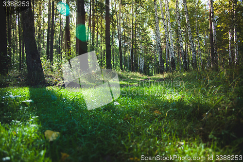 Image of Forest in the early morning