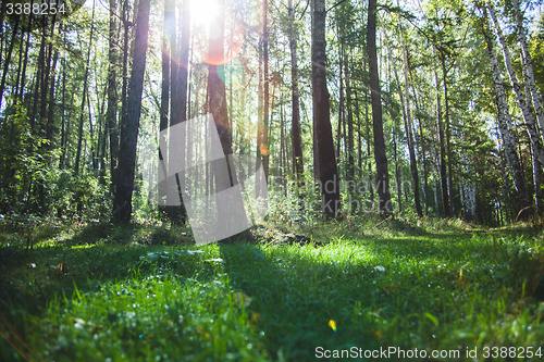 Image of Forest in the early morning