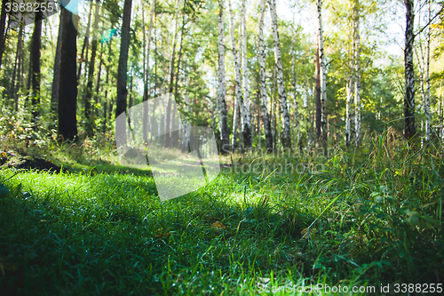 Image of Forest in the early morning