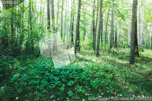 Image of Forest in the early morning