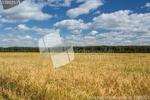Image of Field of rye