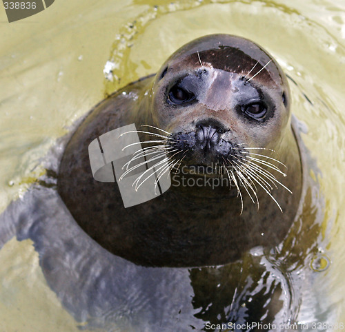 Image of Seal