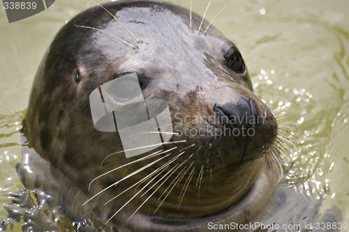Image of Seal