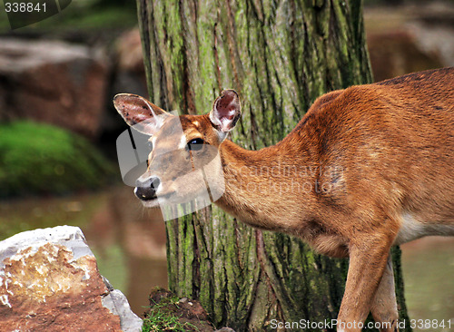 Image of Red deer