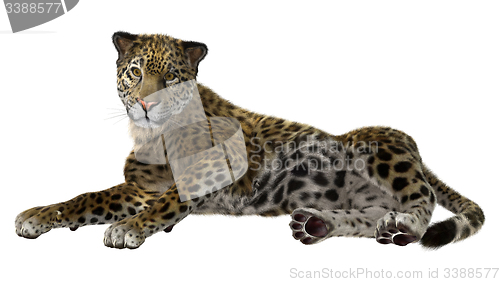 Image of Big Cat Jaguar