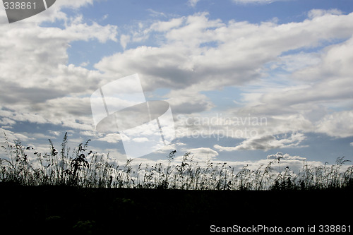 Image of Grasses