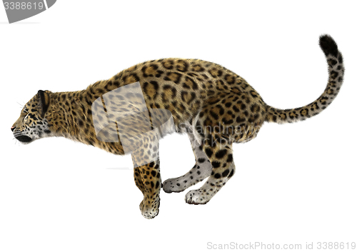 Image of Big Cat Jaguar