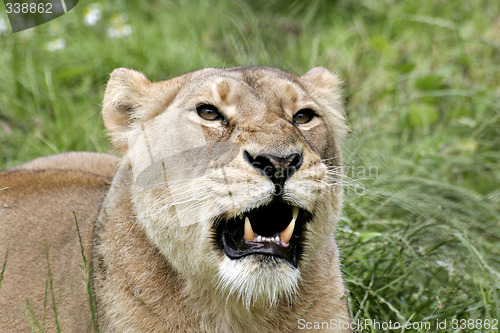 Image of Lioness roaring