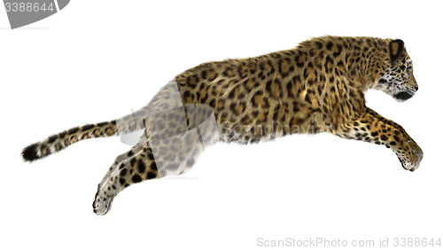 Image of Big Cat Jaguar