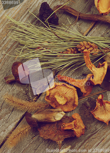 Image of Dried Mushrooms