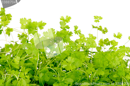 Image of Fresh Parsley