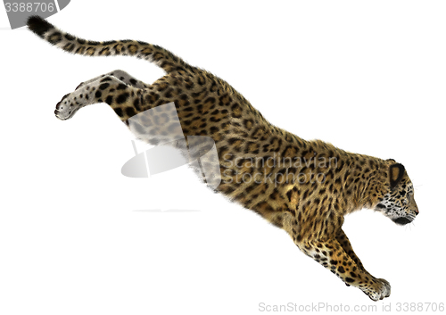 Image of Big Cat Jaguar