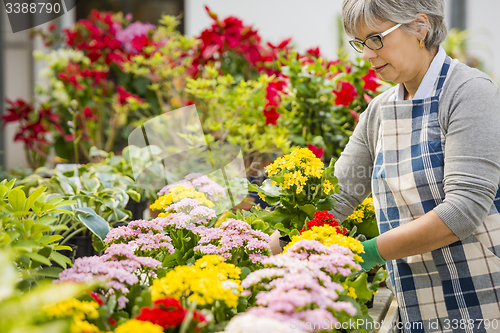 Image of Taking care of plants