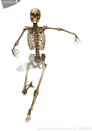 Image of Human Skeleton