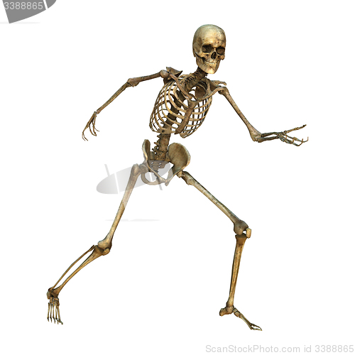 Image of Human Skeleton