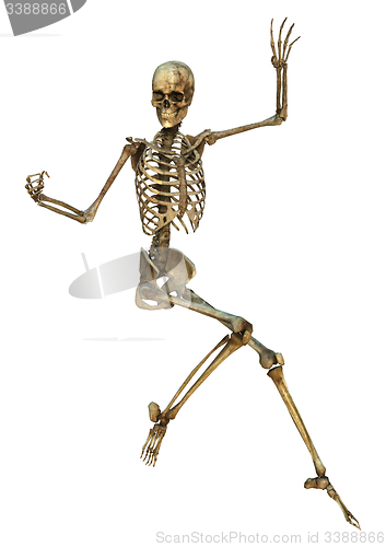 Image of Human Skeleton