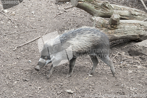 Image of Visayan Warty Pig