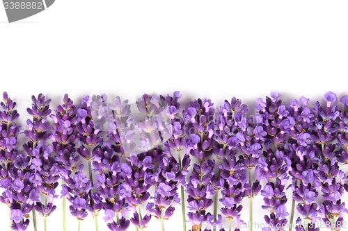 Image of Frame with lavender