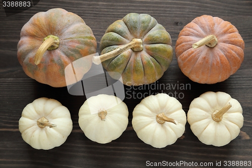 Image of Squash and pumpkins