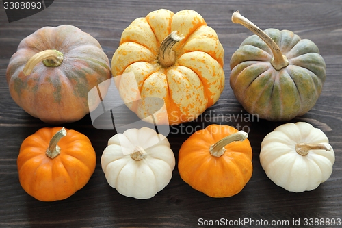 Image of Squash and pumpkins