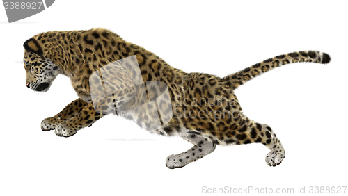 Image of Big Cat Jaguar