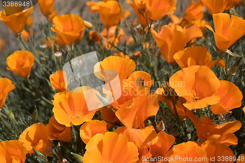 Image of Antelope Valley Poppy Reserve, California, USA