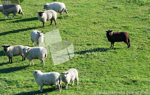 Image of the black sheep