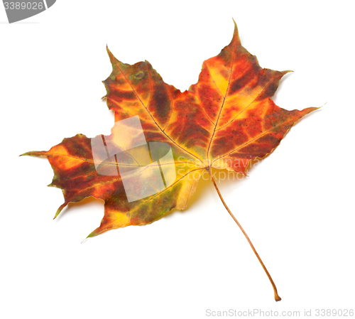 Image of Multicolor autumnal maple-leaf