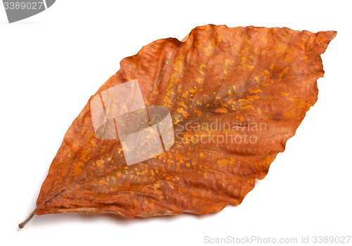 Image of Dry autumn leaf of magnolia on white background