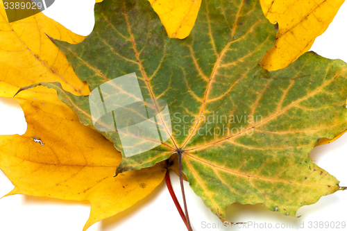 Image of Two autumn maple-leafs